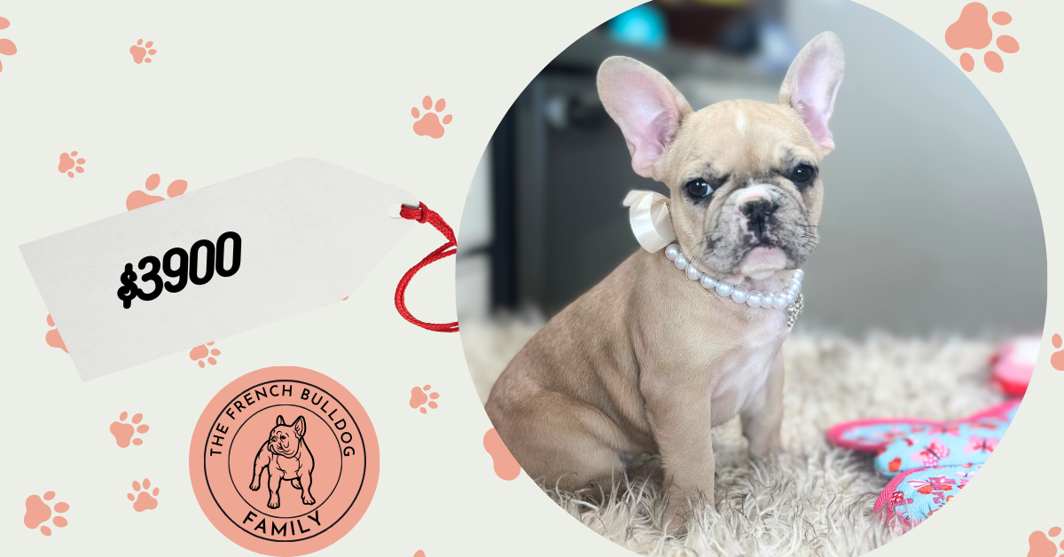 Luna | Fawn Merle French Bulldog Female | Available on March 1st