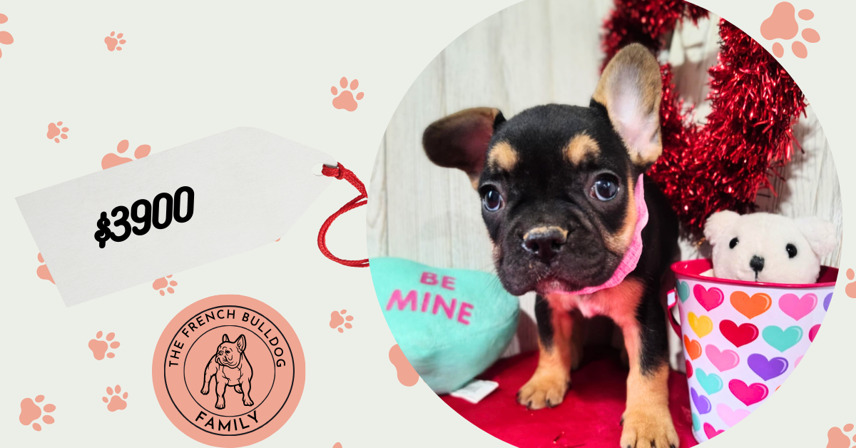 Jojo | Black & Tan French Bulldog Female | Available on March 5th, 2025