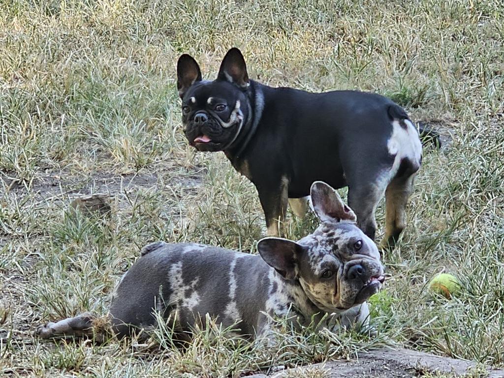 Aspen | Blue Mere French Bulldog Female | Adult Available