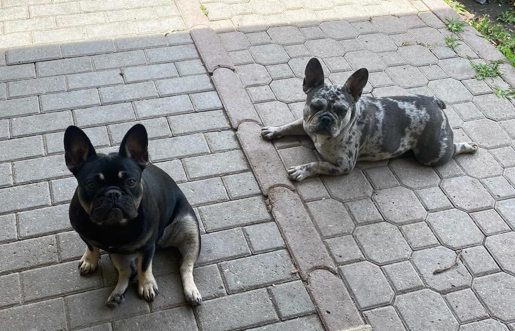 Aspen | Blue Mere French Bulldog Female | Adult Available