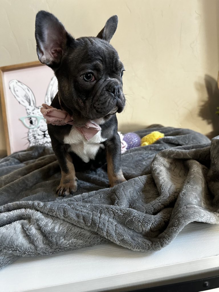 Kane | Blue & Tan French Bulldog Male | Available Now