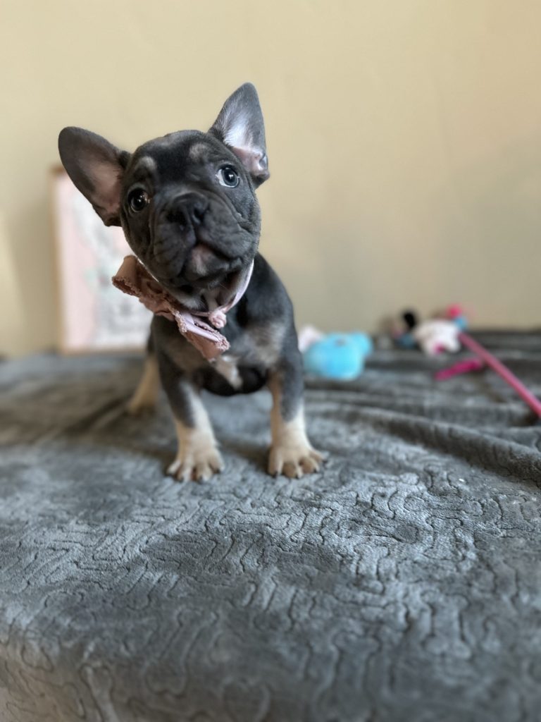 Kane | Blue & Tan French Bulldog Male | Available Now