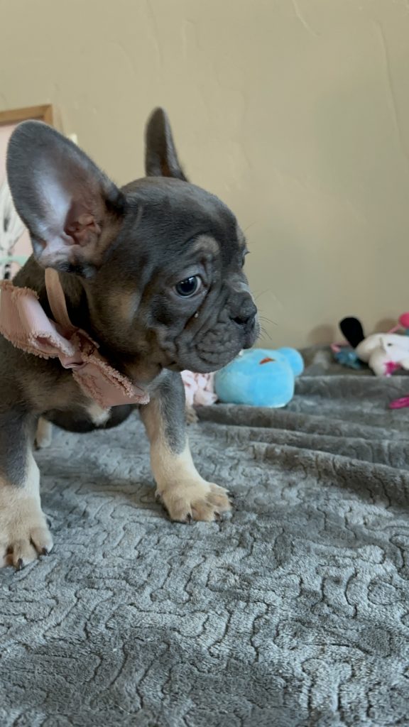 Kane | Blue & Tan French Bulldog Male | Available Now