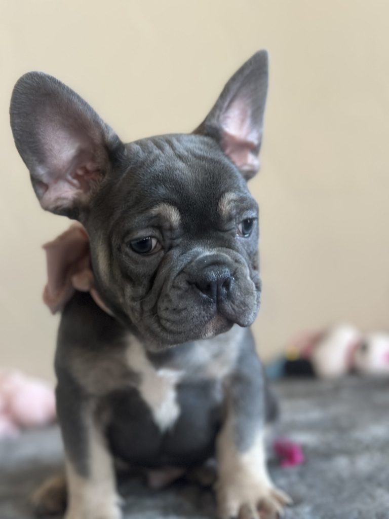 Kane | Blue & Tan French Bulldog Male | Available Now