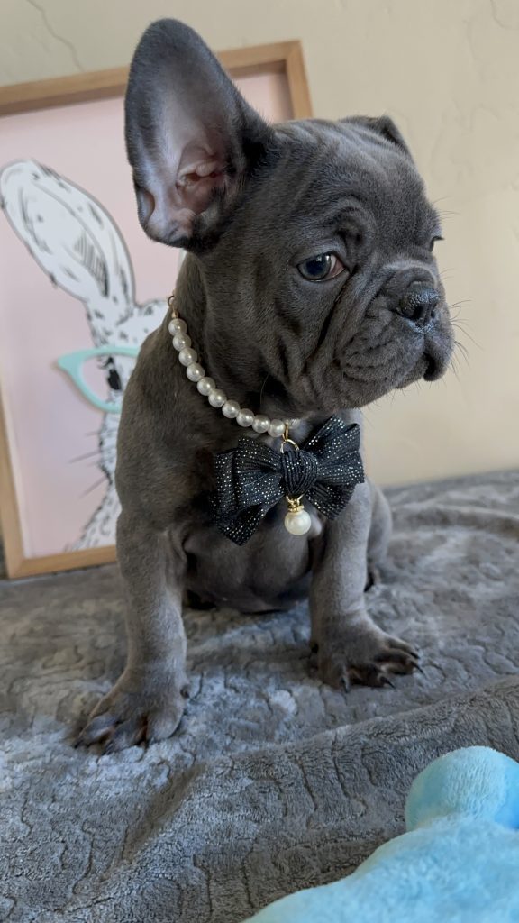 Kiki | Blue French Bulldog Female | Available Now