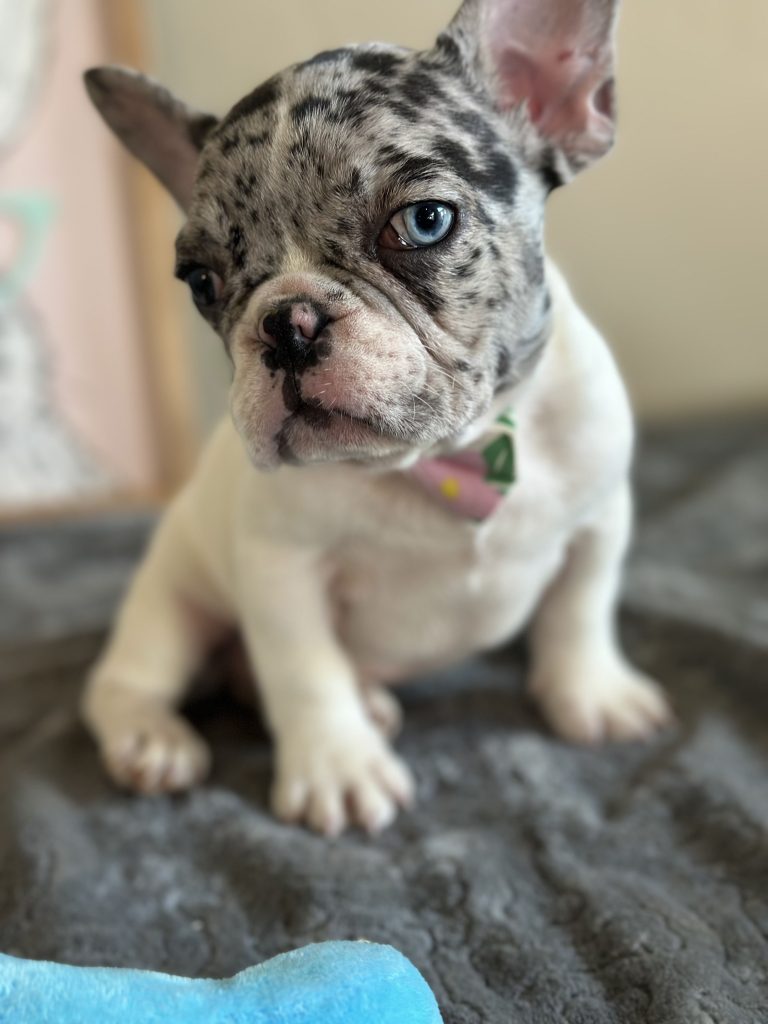 Kiwi | Blue Merle Pied French Bulldog Male | Available Now