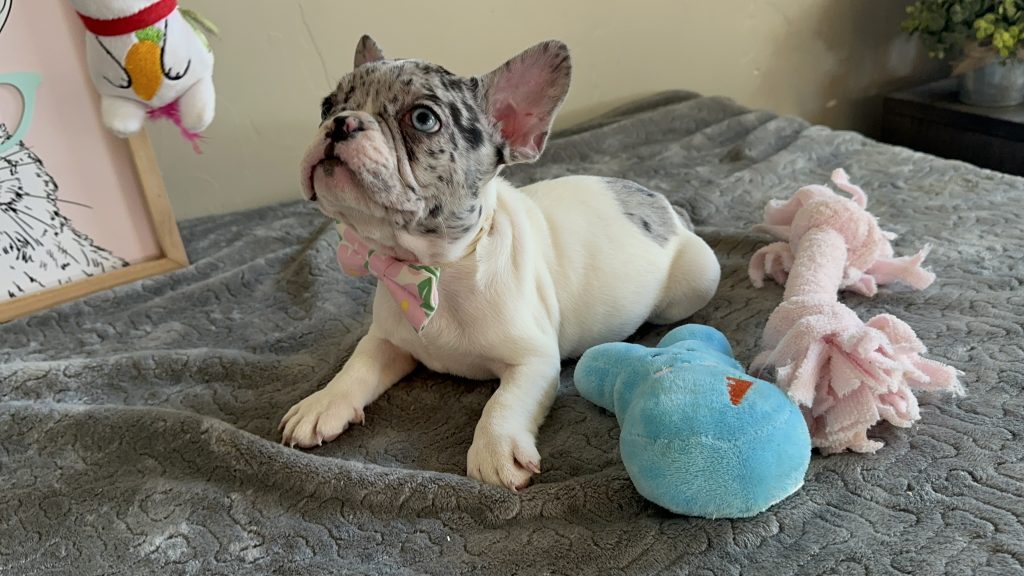Kiwi | Blue Merle Pied French Bulldog Male | Available Now