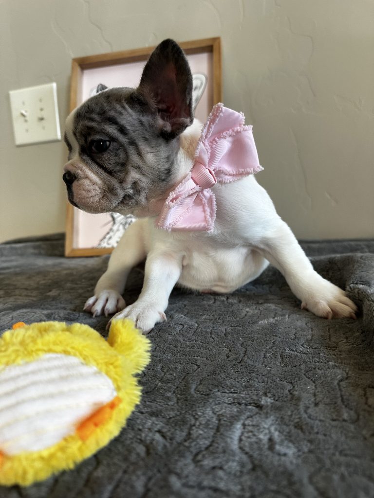 Mustang | Merle Pied French Bulldog Male | Available Now