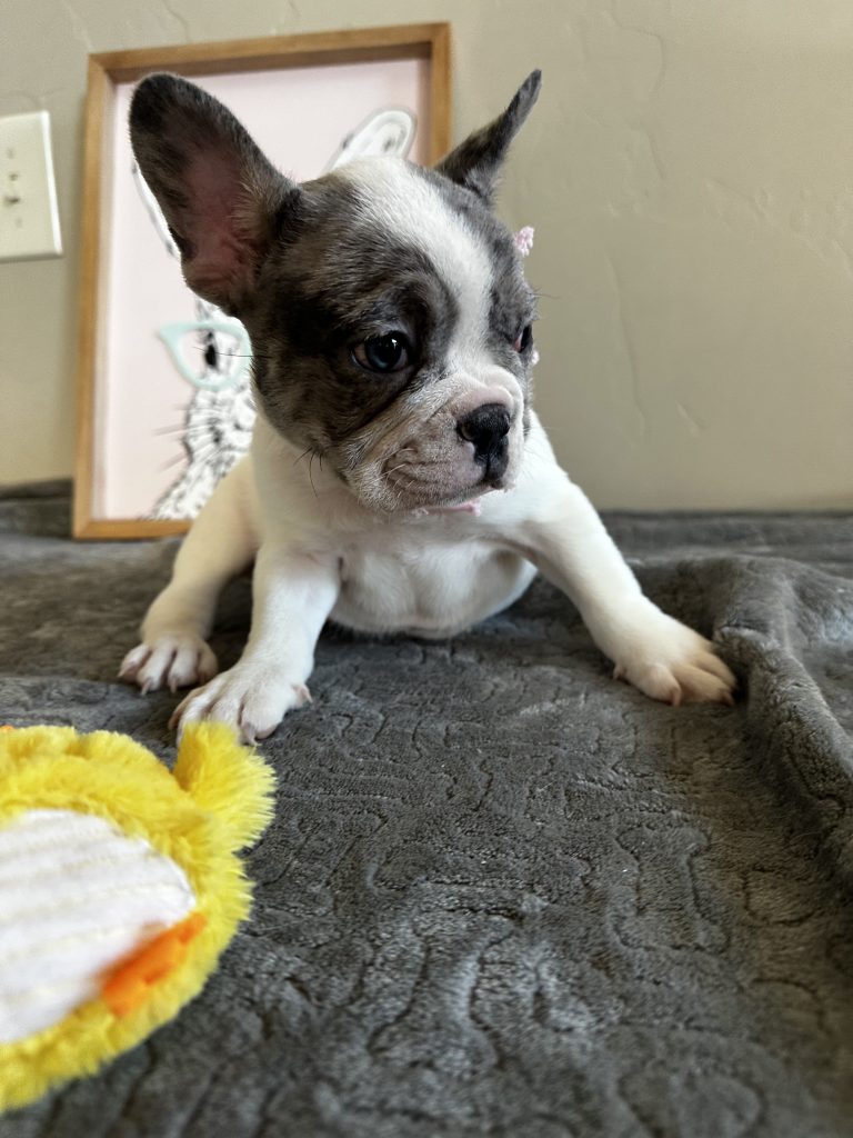 Mustang | Merle Pied French Bulldog Male | Available Now