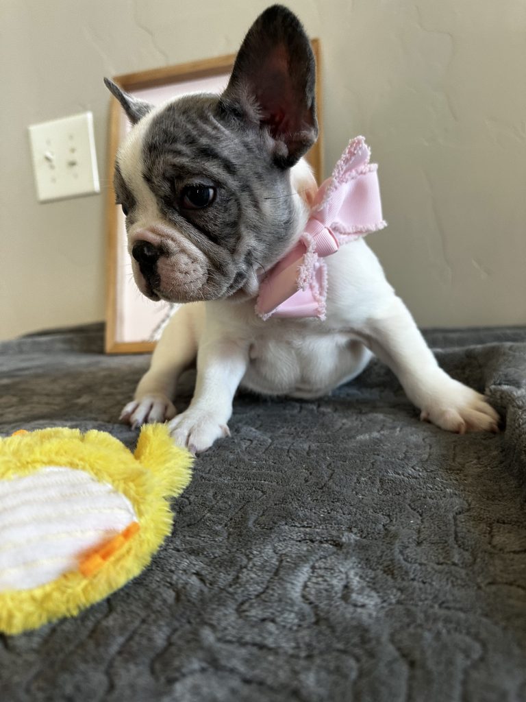 Mustang | Merle Pied French Bulldog Male | Available Now