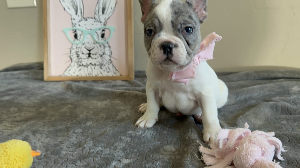Mustang | Merle Pied French Bulldog Male | Available Now