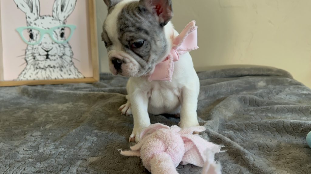 Mustang | Merle Pied French Bulldog Male | Available Now