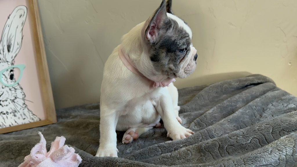Mustang | Merle Pied French Bulldog Male | Available Now