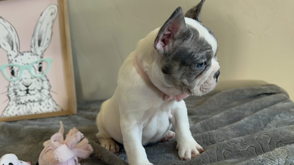 Mustang | Merle Pied French Bulldog Male | Available Now