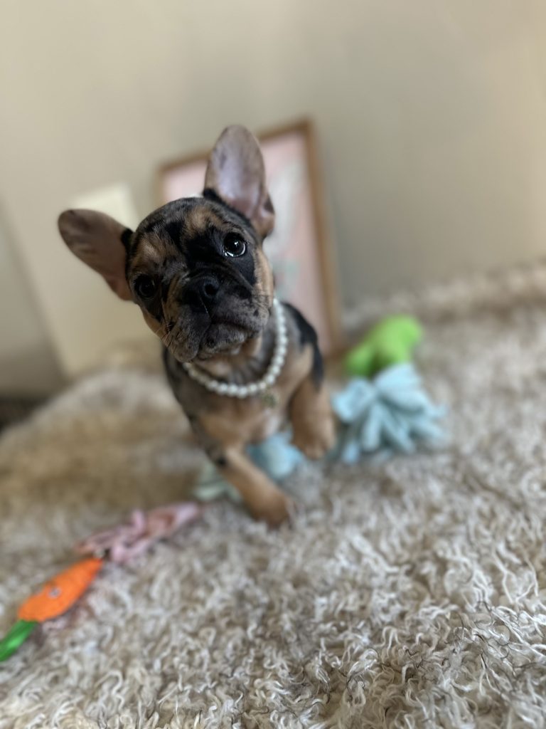 Jazzy | Black Merle & Tan French Bulldog Female | Available Now