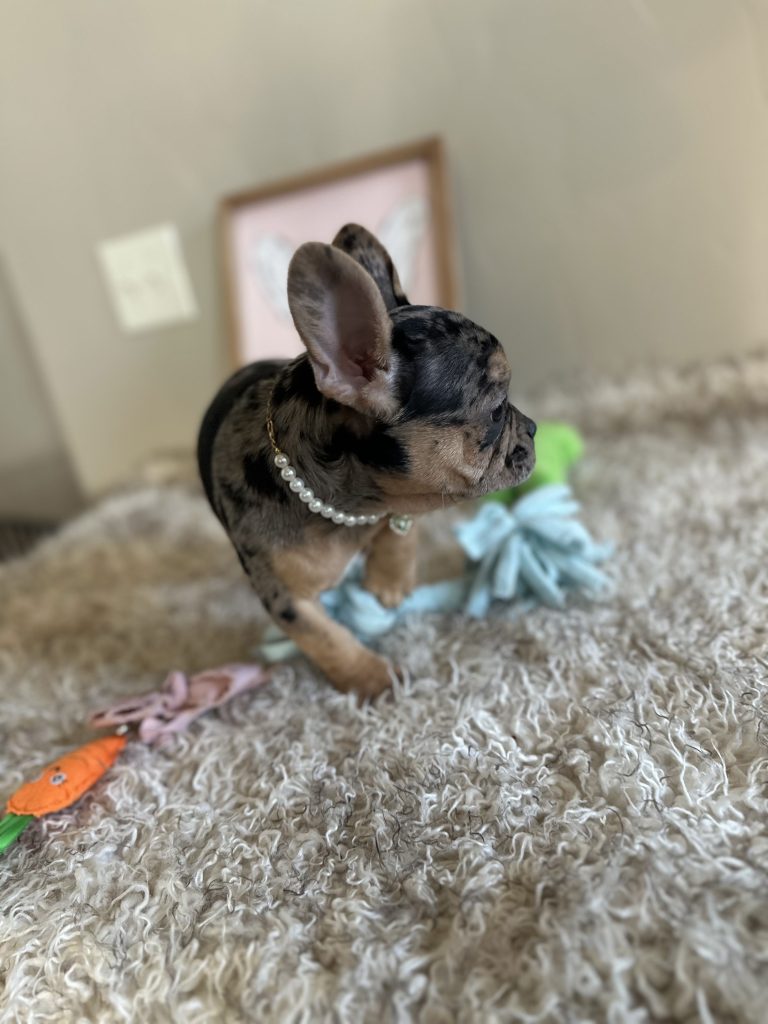 Jazzy | Black Merle & Tan French Bulldog Female | Available Now