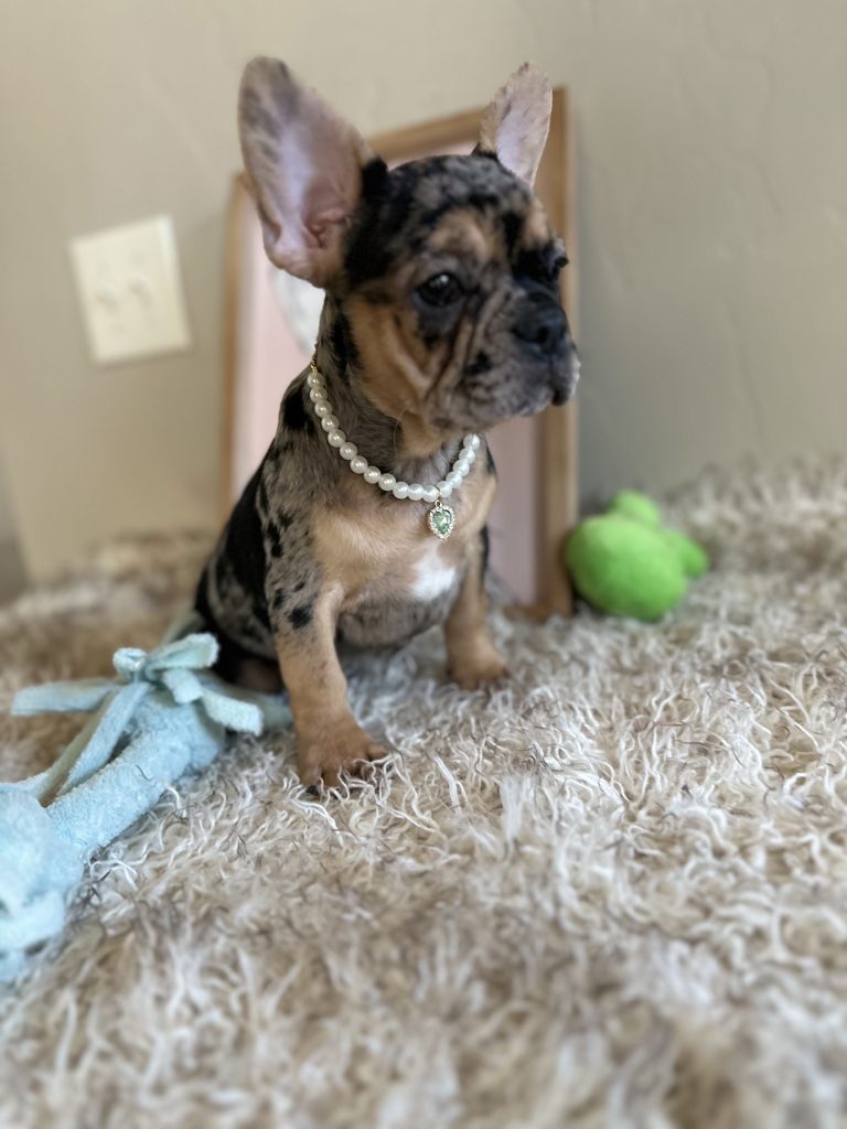 Jazzy | Black Merle & Tan French Bulldog Female | Available Now