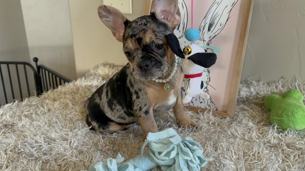 Jazzy | Black Merle & Tan French Bulldog Female | Available Now