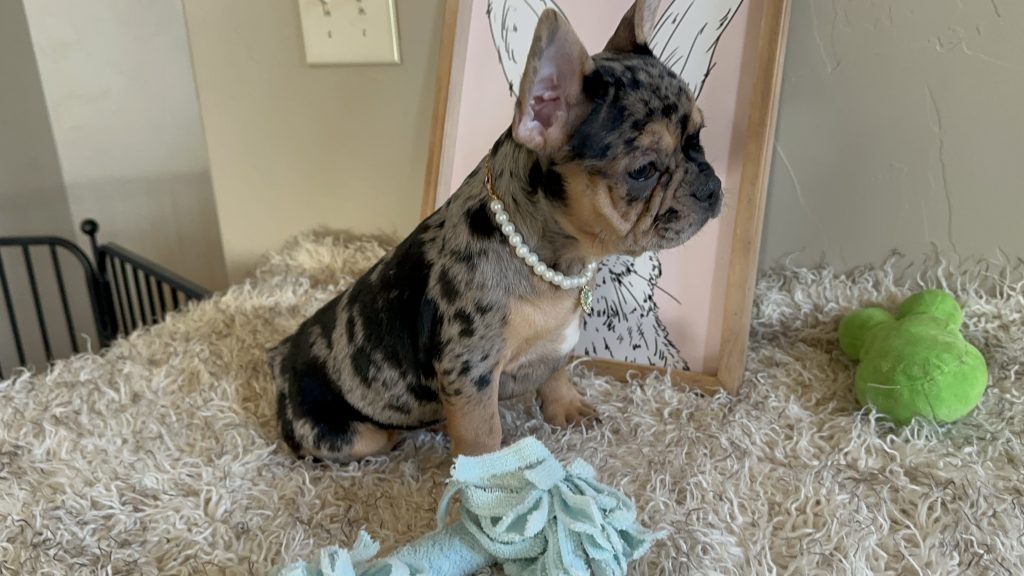 Jazzy | Black Merle & Tan French Bulldog Female | Available Now