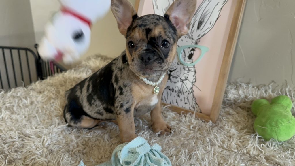 Jazzy | Black Merle & Tan French Bulldog Female | Available Now
