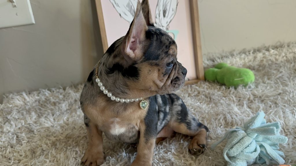 Jazzy | Black Merle & Tan French Bulldog Female | Available Now