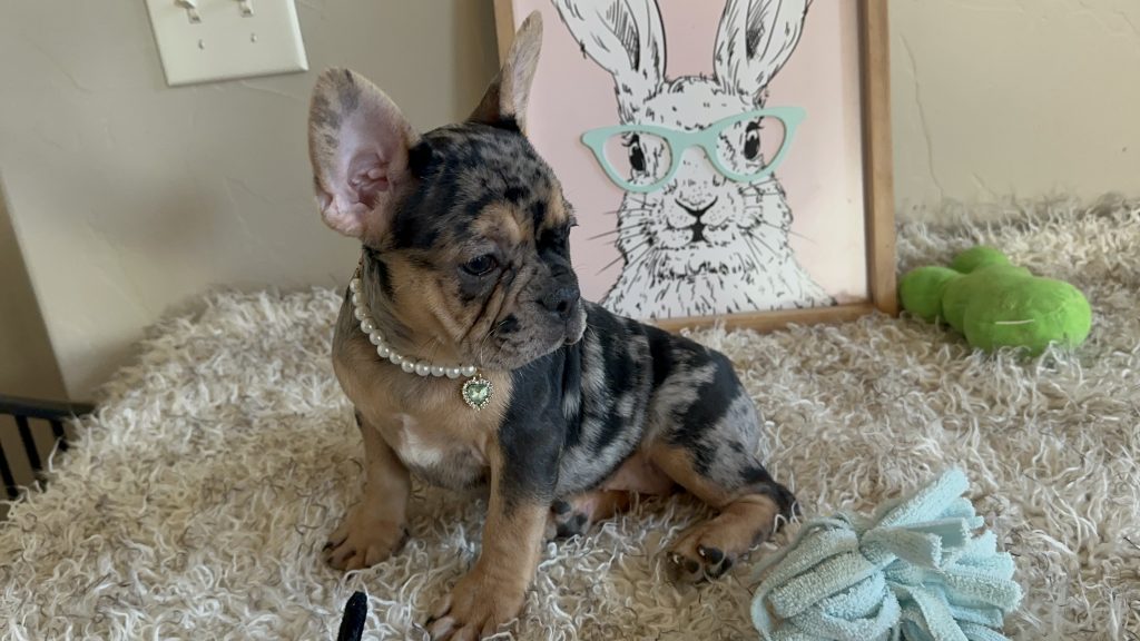 Jazzy | Black Merle & Tan French Bulldog Female | Available Now