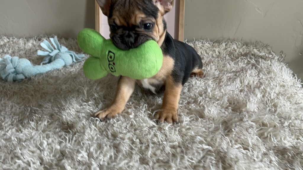 Jelly Roll | Black & Tan French Bulldog Male | Available Now