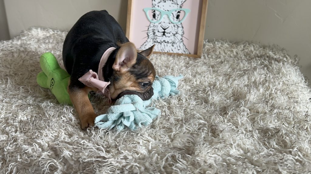 Jelly Roll | Black & Tan French Bulldog Male | Available Now