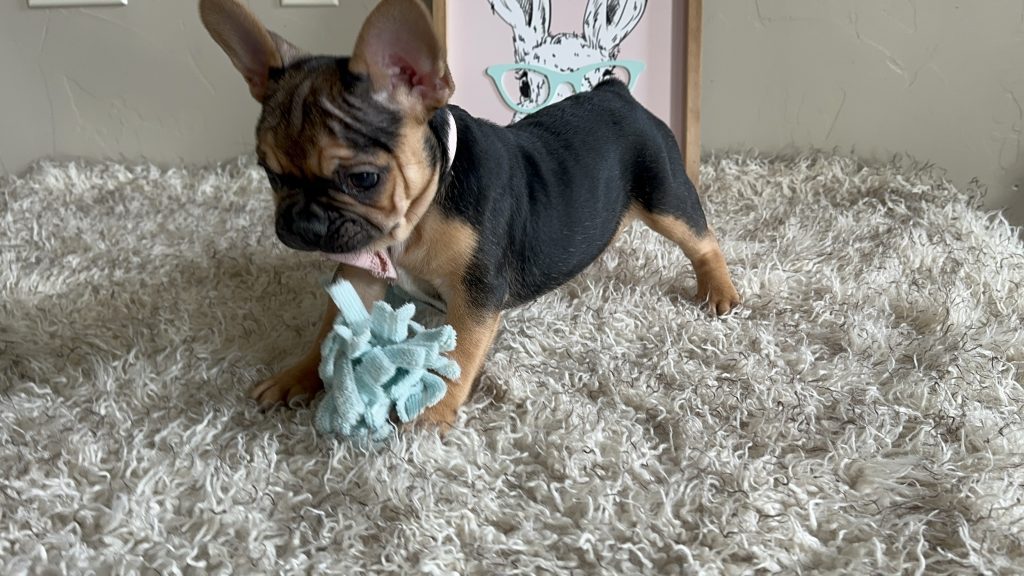 Jelly Roll | Black & Tan French Bulldog Male | Available Now