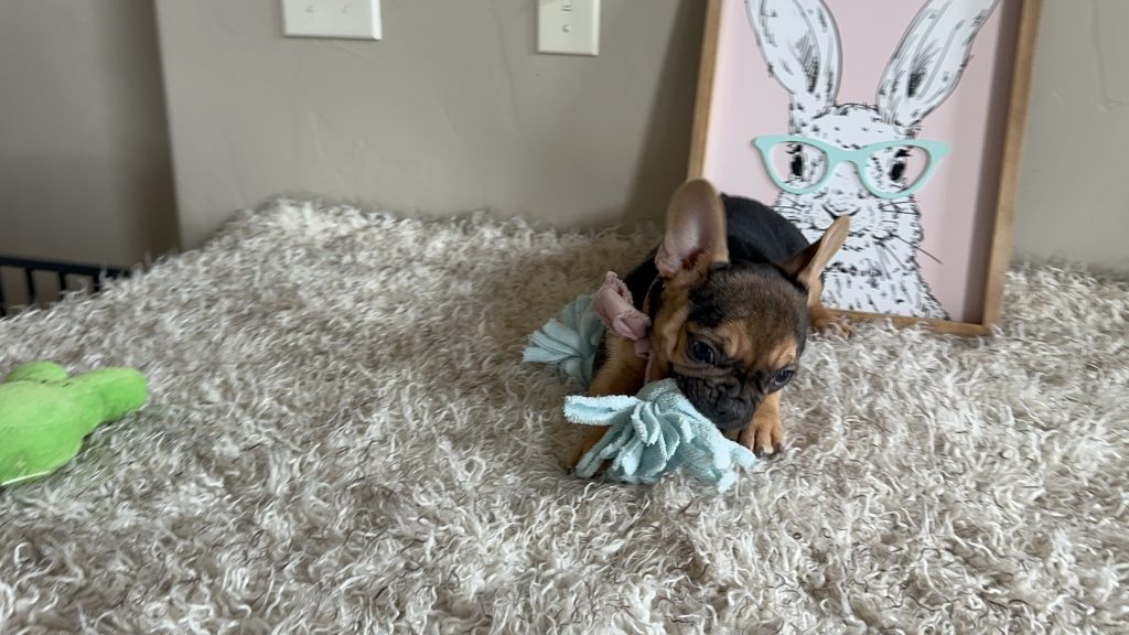 Jelly Roll | Black & Tan French Bulldog Male | Available Now
