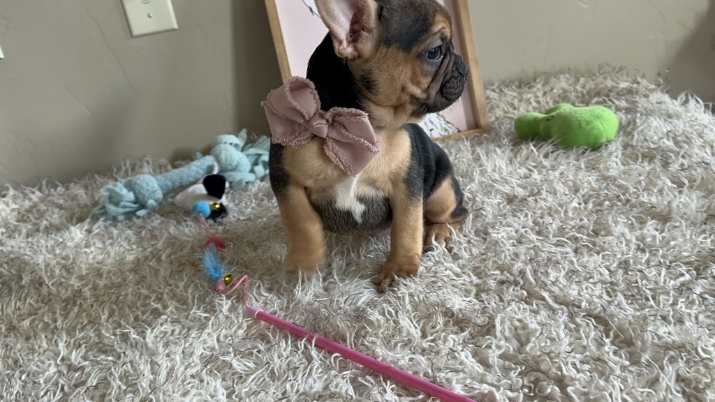 Jelly Roll | Black & Tan French Bulldog Male | Available Now