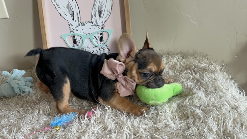 Jelly Roll | Black & Tan French Bulldog Male | Available Now