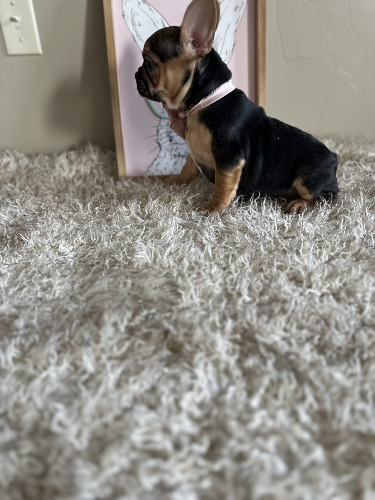 Jelly Roll | Black & Tan French Bulldog Male | Available Now