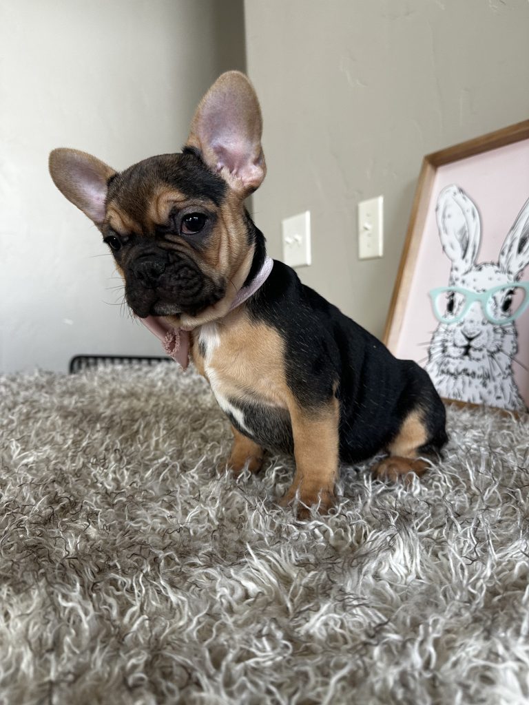 Jelly Roll | Black & Tan French Bulldog Male | Available Now