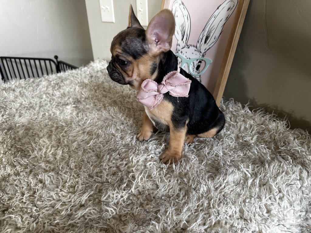 Jelly Roll | Black & Tan French Bulldog Male | Available Now