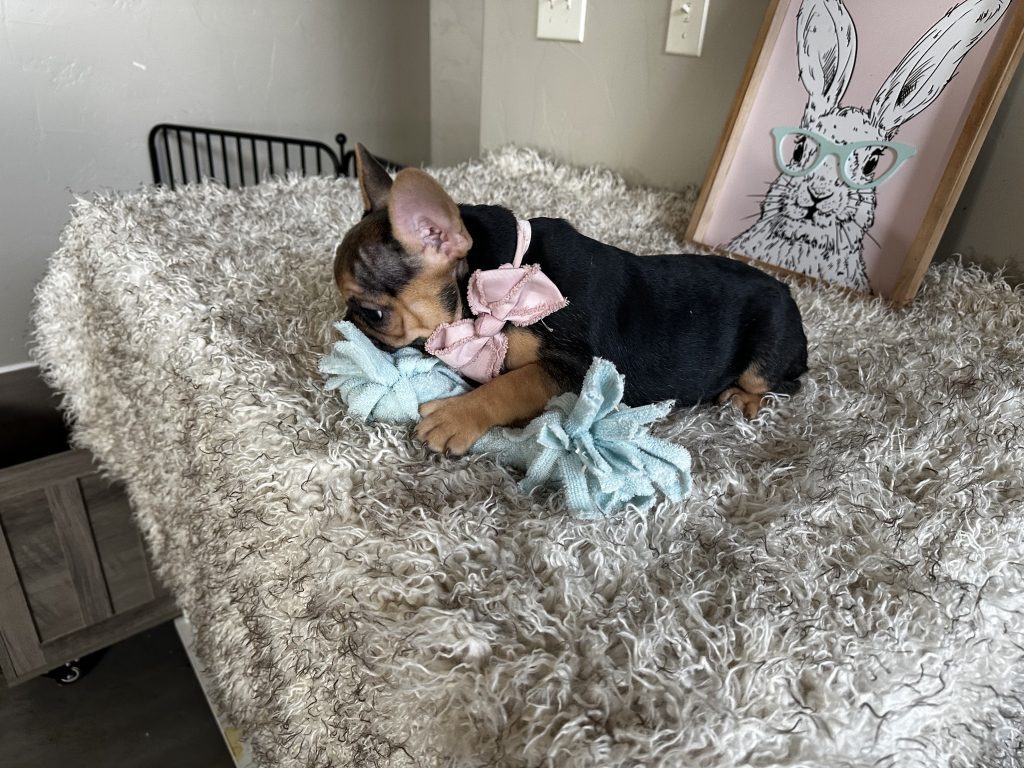 Jelly Roll | Black & Tan French Bulldog Male | Available Now