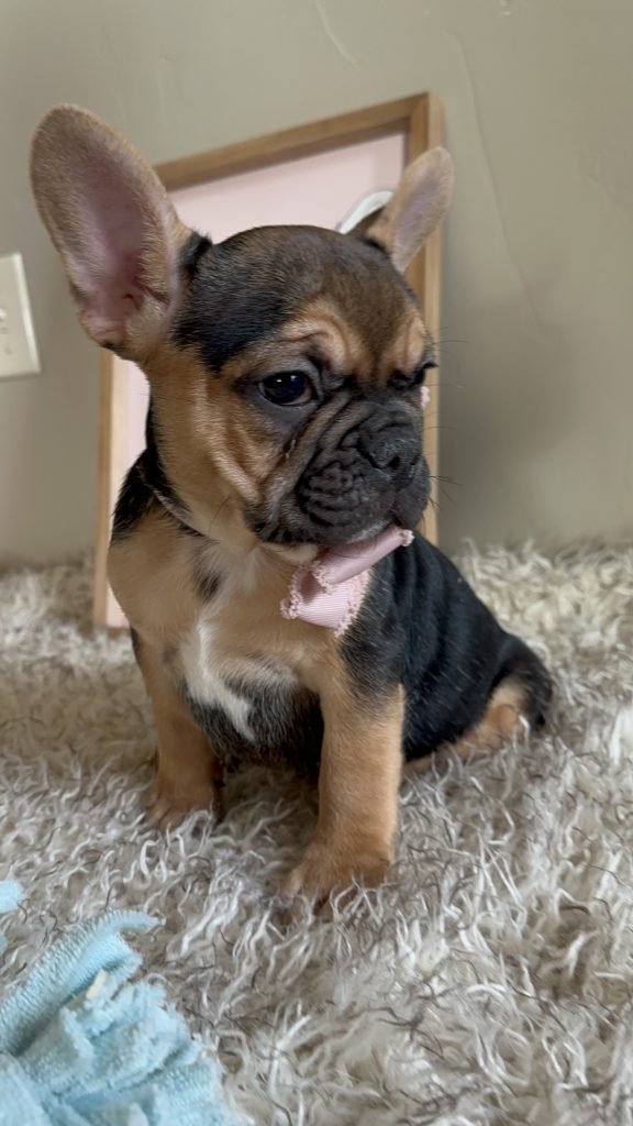 Jelly Roll | Black & Tan French Bulldog Male | Available Now