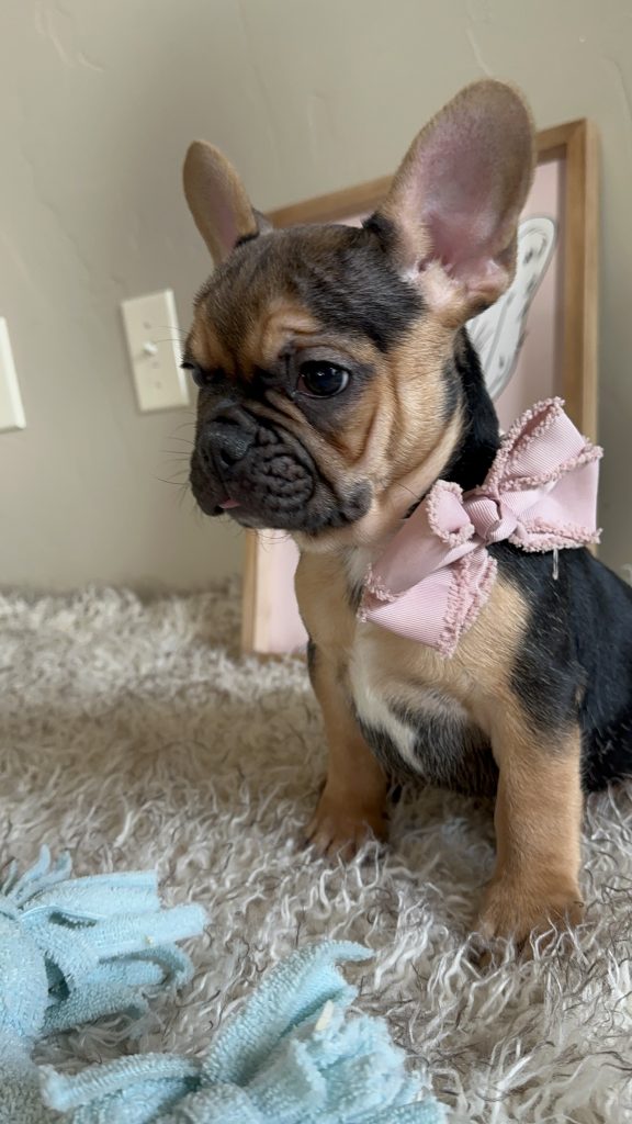Jelly Roll | Black & Tan French Bulldog Male | Available Now