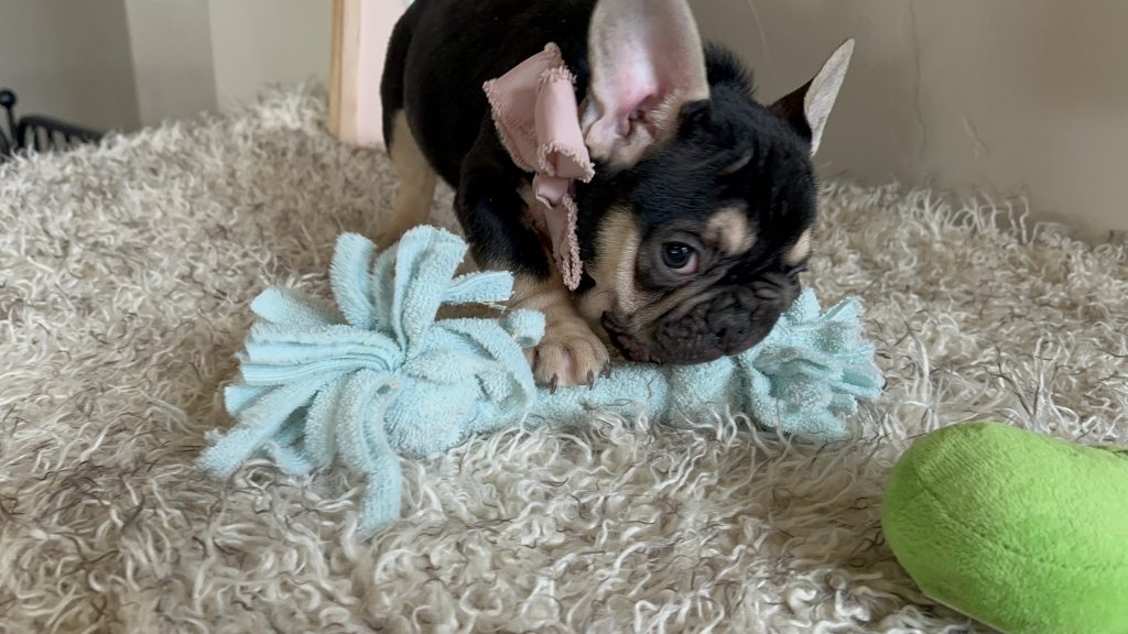 Jackson | Black & Tan French Bulldog Male | Available Now