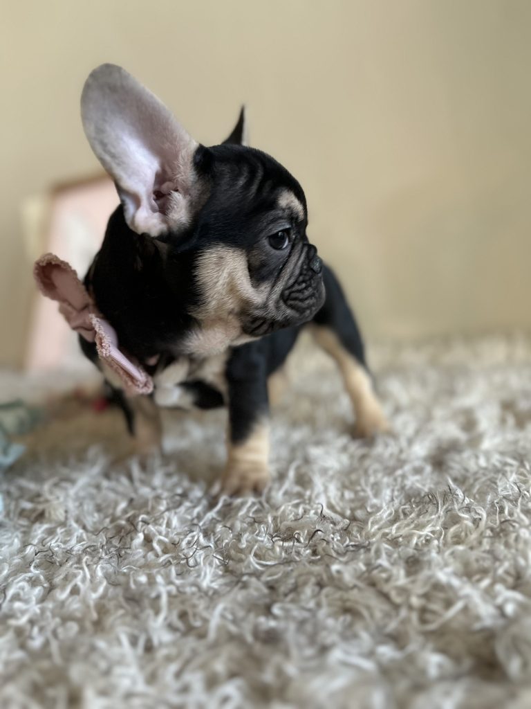 Jackson | Black & Tan French Bulldog Male | Available Now