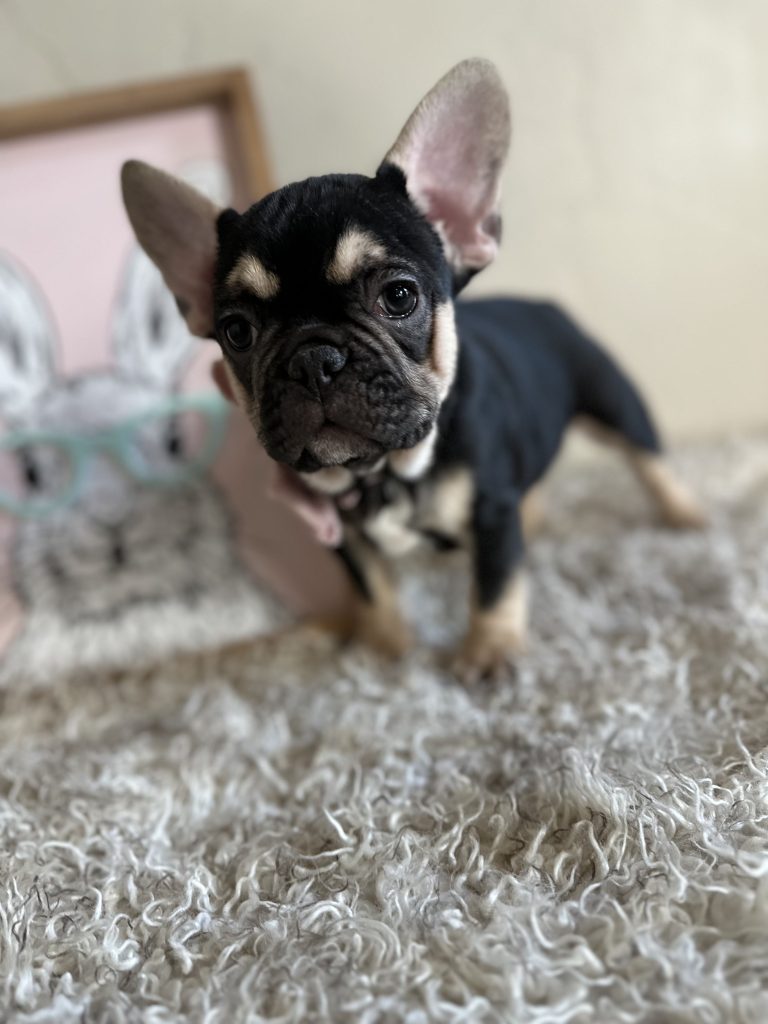 Jackson | Black & Tan French Bulldog Male | Available Now