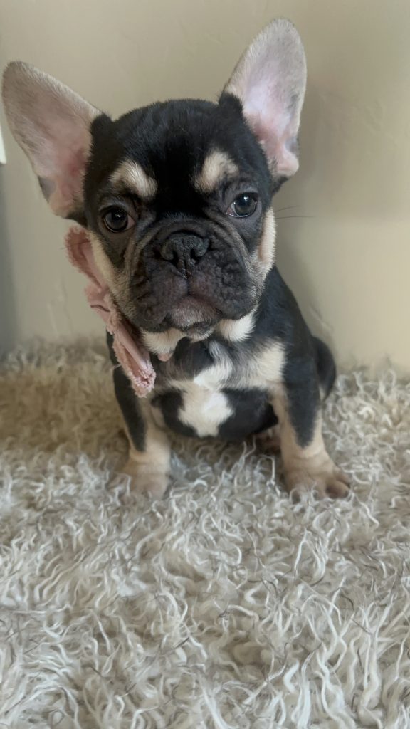 Jackson | Black & Tan French Bulldog Male | Available Now