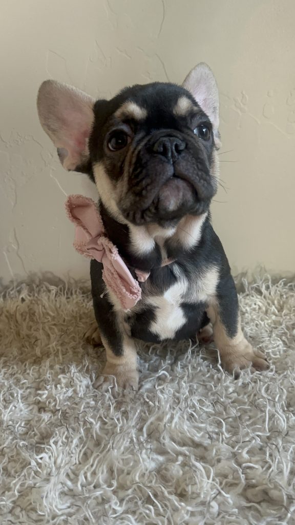 Jackson | Black & Tan French Bulldog Male | Available Now