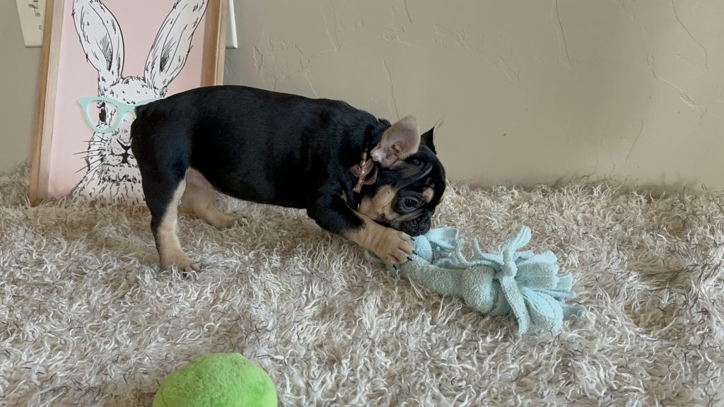 Jaden | Black & Tan French Bulldog Female | Available Now