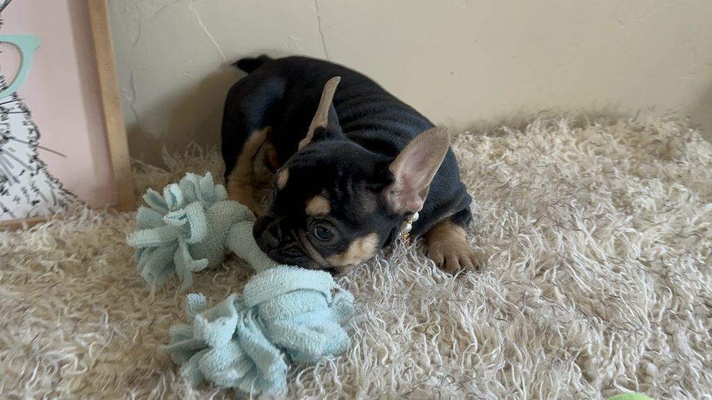 Jaden | Black & Tan French Bulldog Female | Available Now
