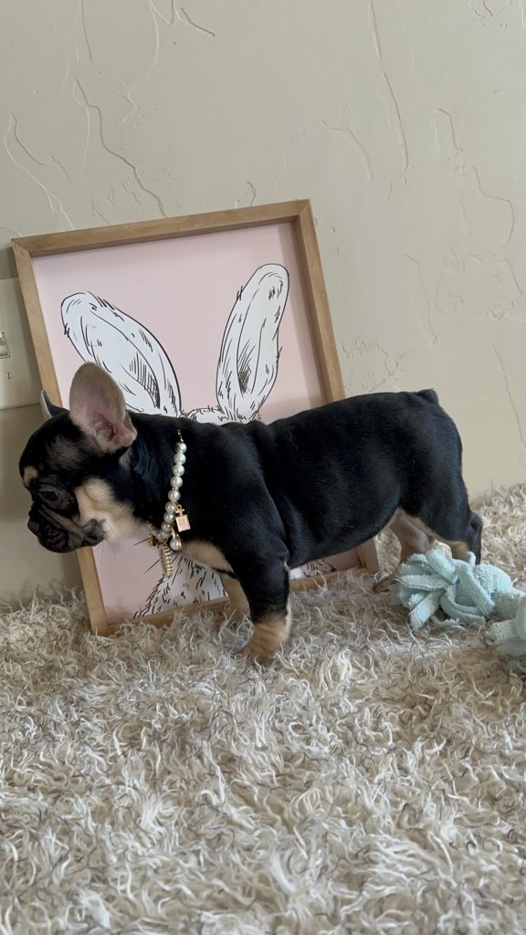 Jaden | Black & Tan French Bulldog Female | Available Now