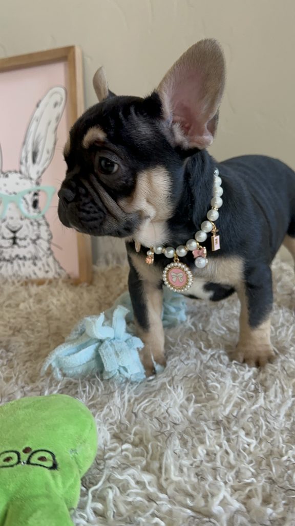 Jaden | Black & Tan French Bulldog Female | Available Now
