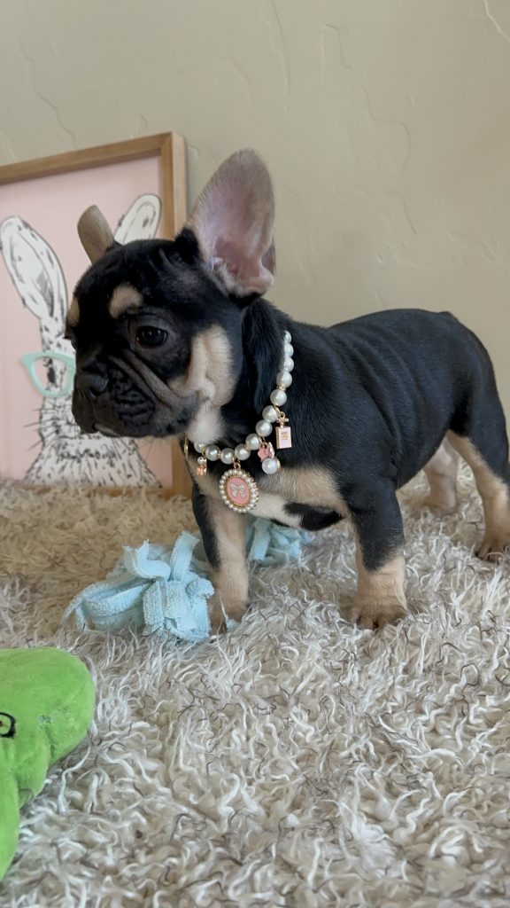 Jaden | Black & Tan French Bulldog Female | Available Now
