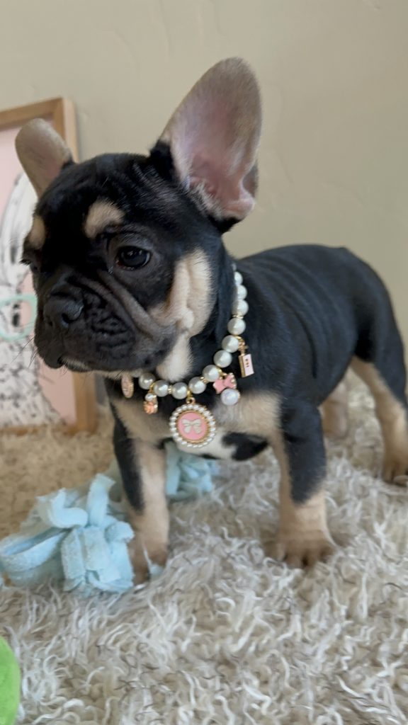 Jaden | Black & Tan French Bulldog Female | Available Now