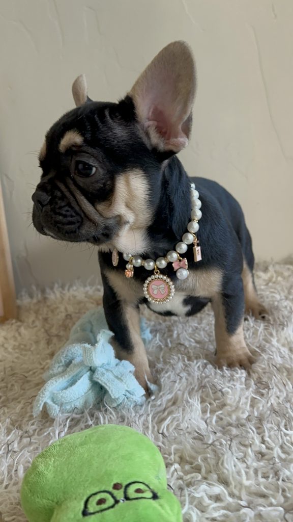 Jaden | Black & Tan French Bulldog Female | Available Now